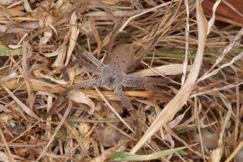 Holconia_ZZ306_D3430_Z_85_E. of Nuendah homestead_Australie.jpg